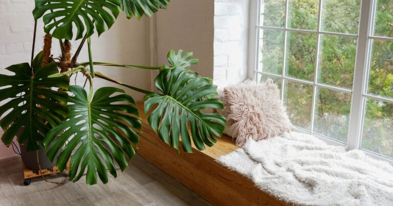 30 Low-Light Indoor Plants Perfect for Winter Living Spaces