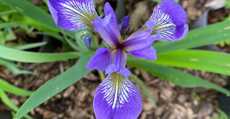 34 Blooming Beauties That Return Without Replanting
