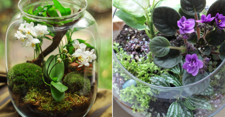 31 Easy Terrarium Plants Anyone Can Grow – Perfect for Beginners