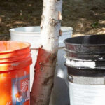 5-Gallon Bucket Hack: The Simple Trick to Water Trees Better