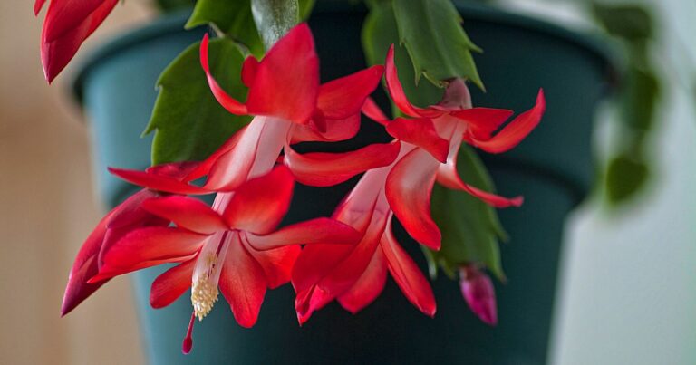 10 Mistakes That Stop Your Christmas Cactus from Blooming – And How to Fix Them!
