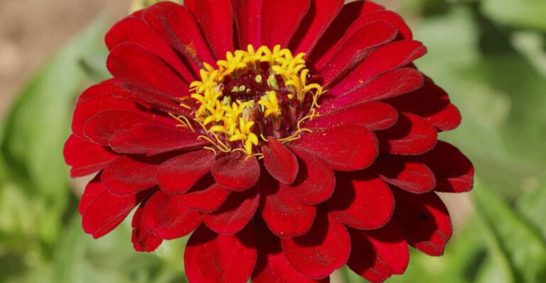 50 Stylish Plants That Pose No Risk to Cats