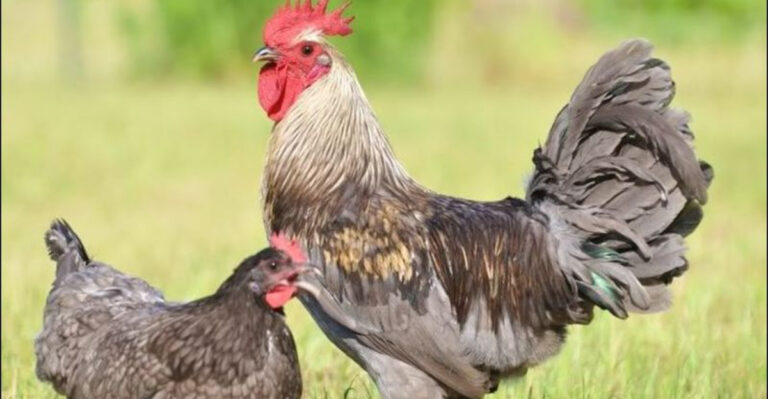 7 Fascinating Chickens That Lay Green Eggs: A Colorful Addition to Your Backyard Flock