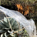 7 Tips for Protecting Your Agave in Winter