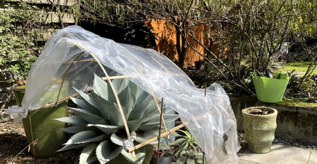 7 Tips for Protecting Your Agave in Winter