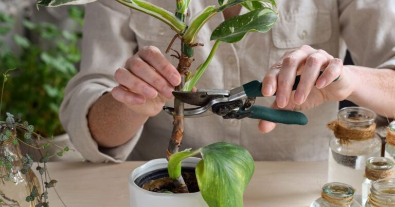 8 Simple Houseplants You Can Easily Propagate This Fall and Winter