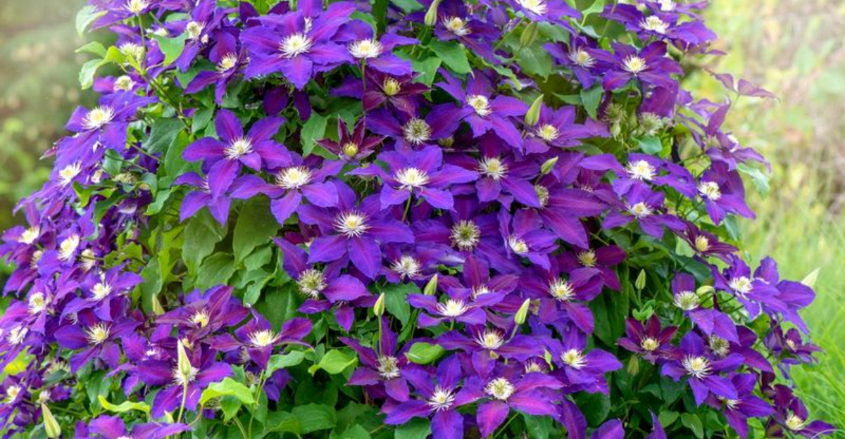 8 Simple Tips to Grow Stunning Clematis Vines This Season