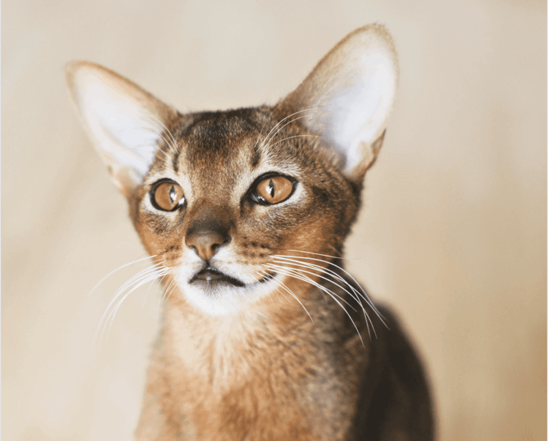 Abyssinian