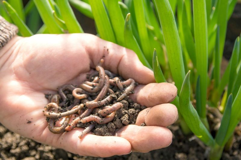 Adding Earthworms to Soil