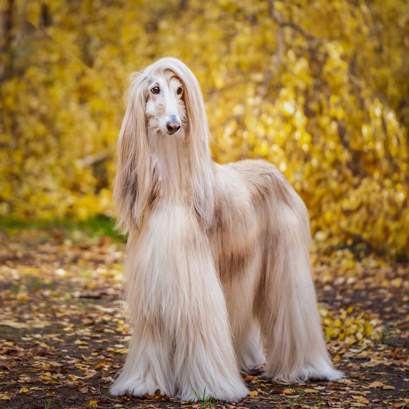 Afghan Hound