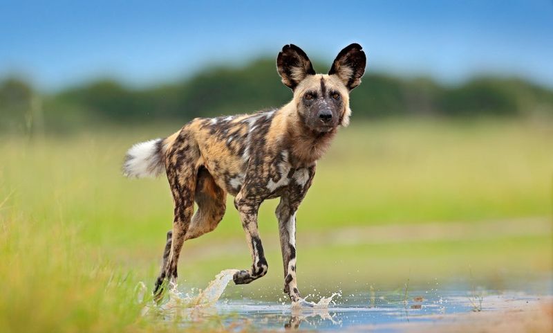 African Wild Dog