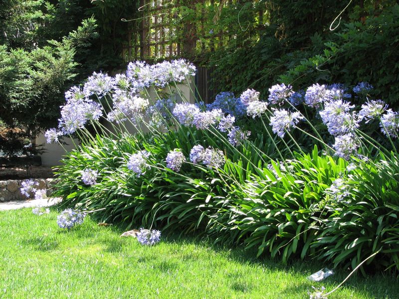 Agapanthus