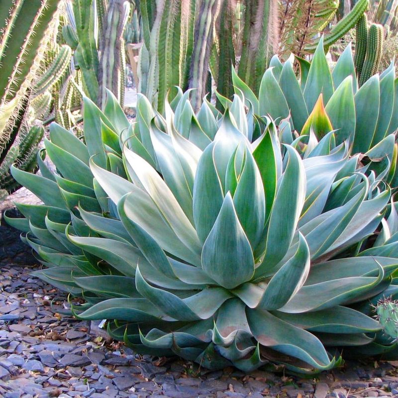 Agave