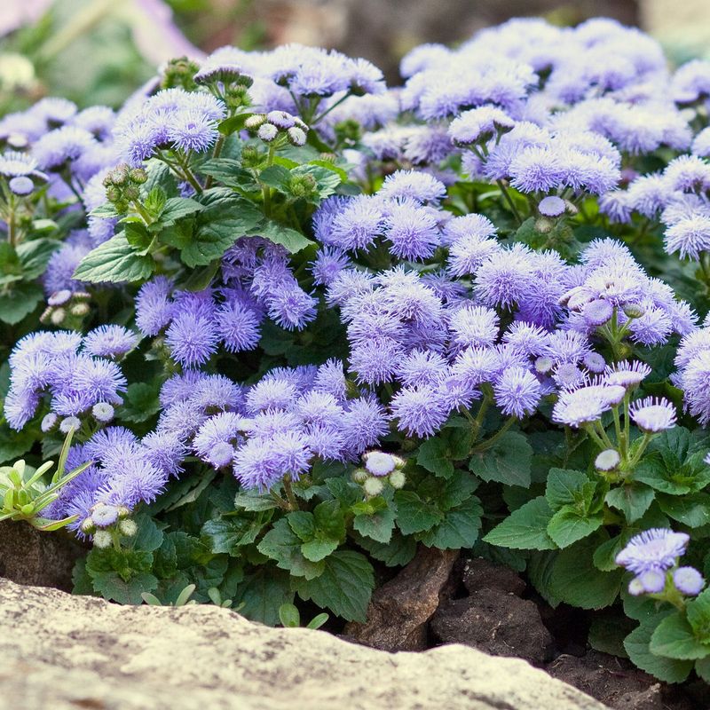 Ageratum