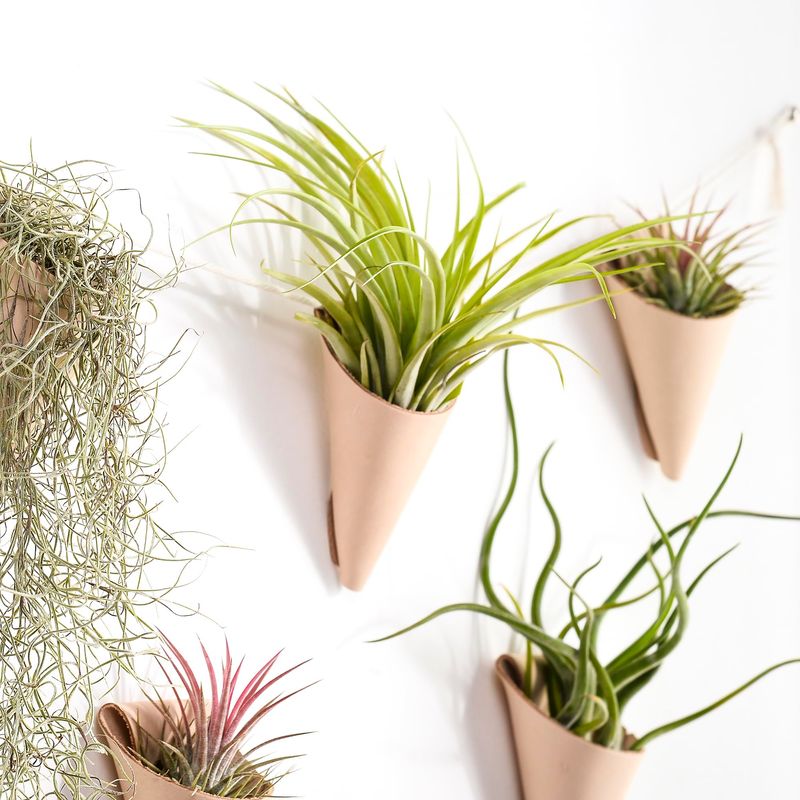 Air Plant Displays