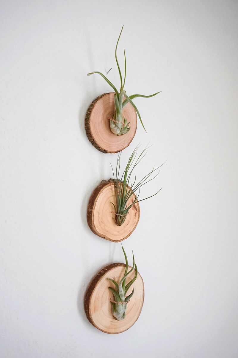 Air Plant Displays