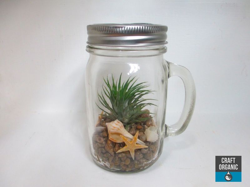 Air Plant (Tillandsia)