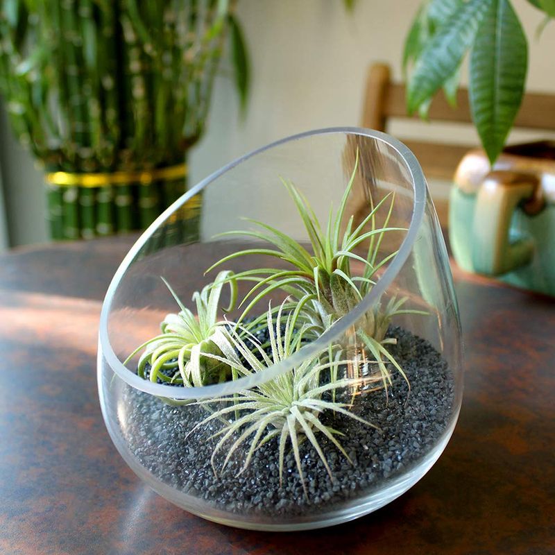 Air Plant (Tillandsia)