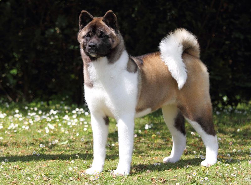 Akita