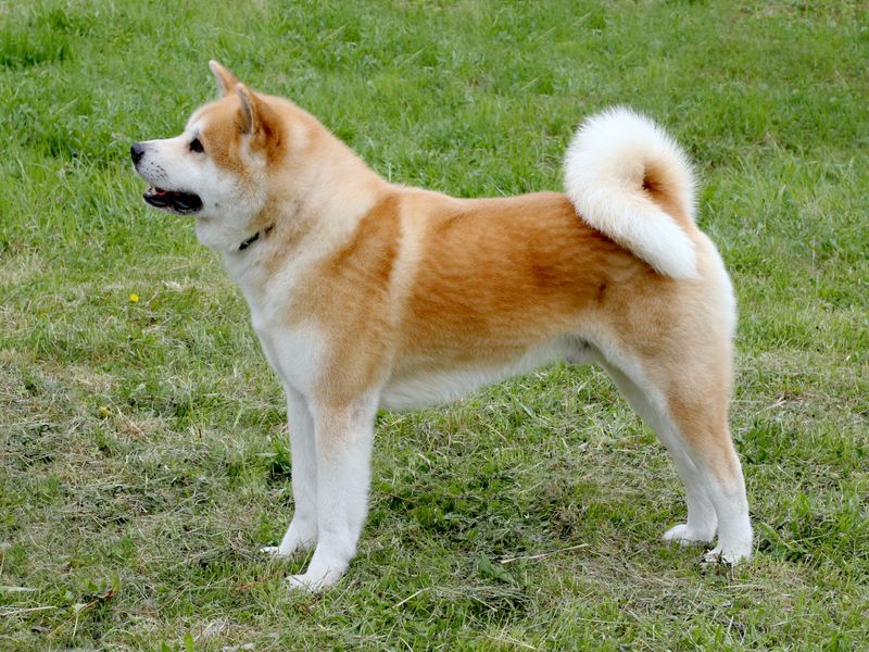 Akita Inu