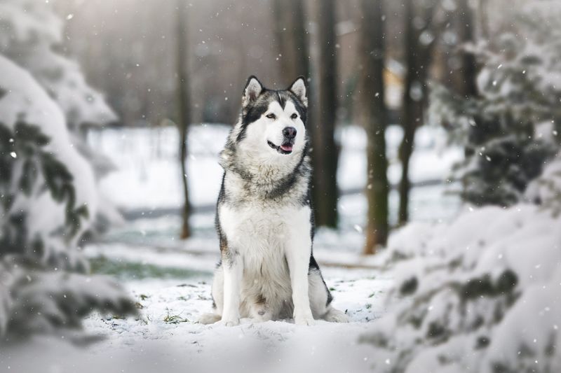 Alaskan Malamute