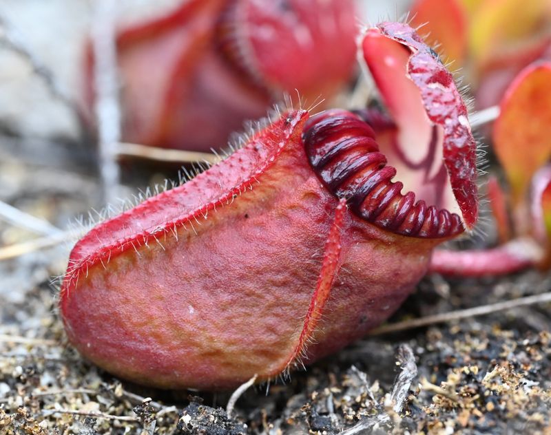 Albany Pitcher Plant