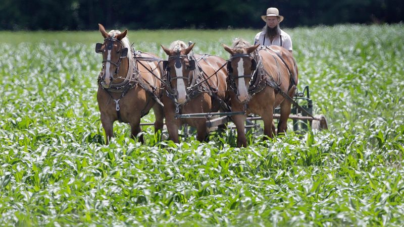 All Amish are farmers