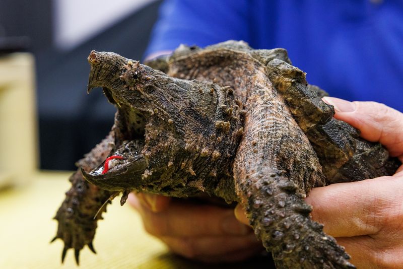 Alligator Snapping Turtle