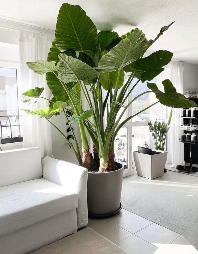 Alocasia (Elephant Ear)