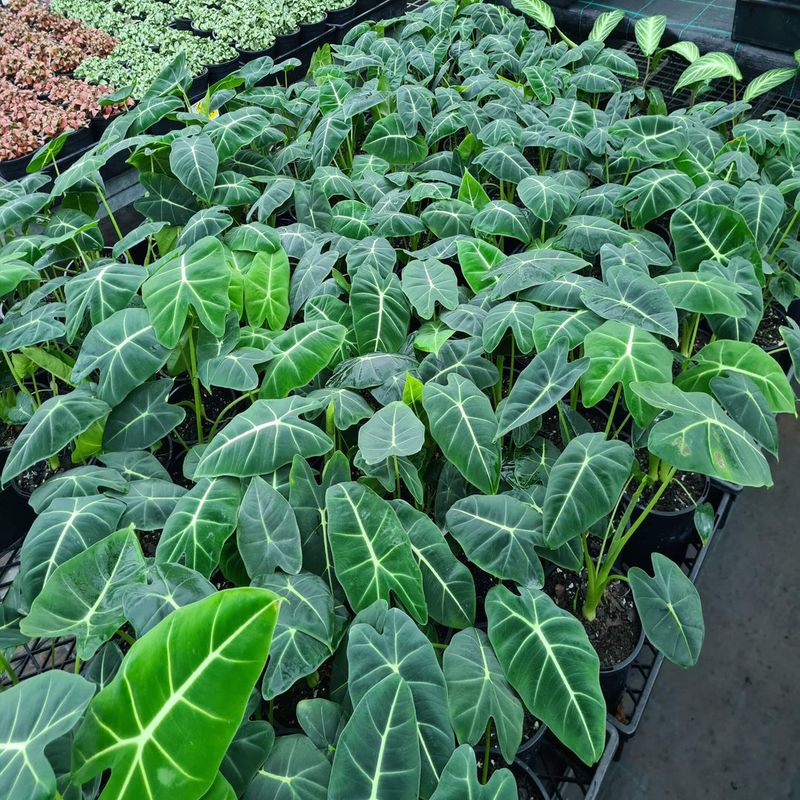 Alocasia micholitziana 'Frydek'