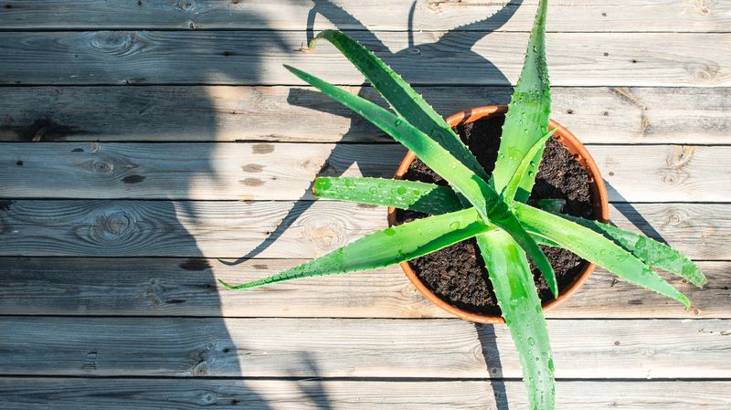 Aloe Vera Advantage