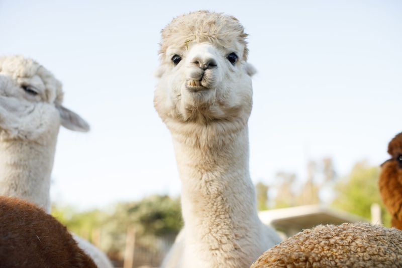 Alpaca