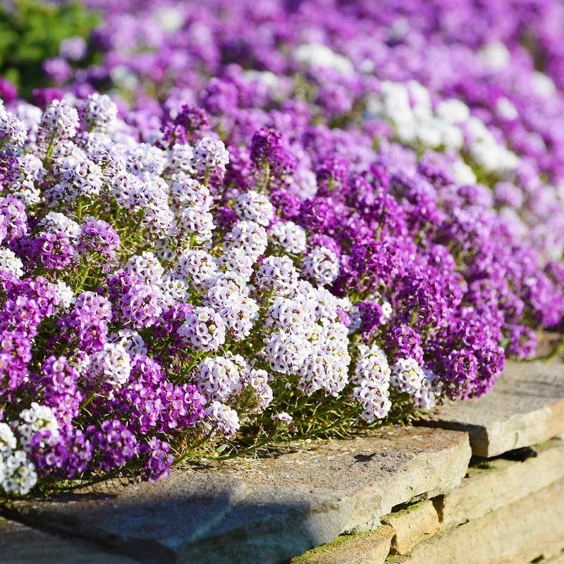 Alyssum