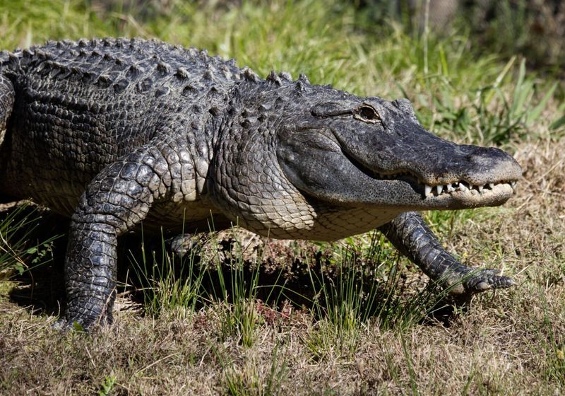 American Alligator