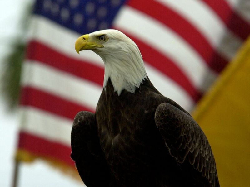 American Bald Eagle