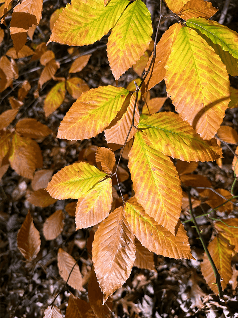 American Beech