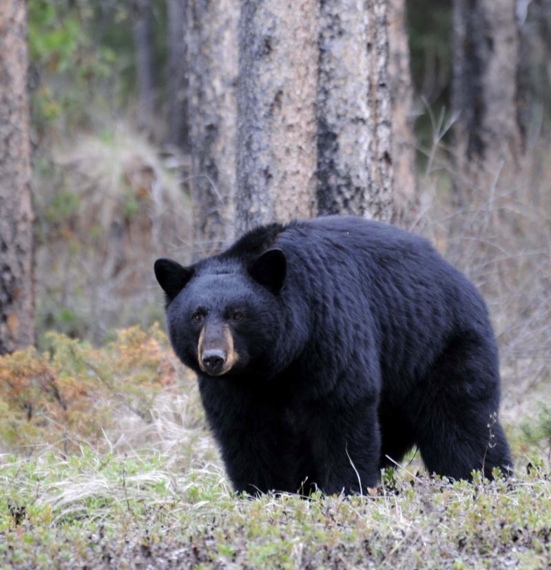 American Black Bear