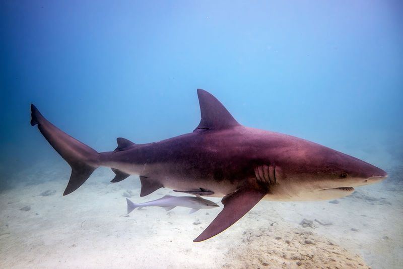 American Bull Shark