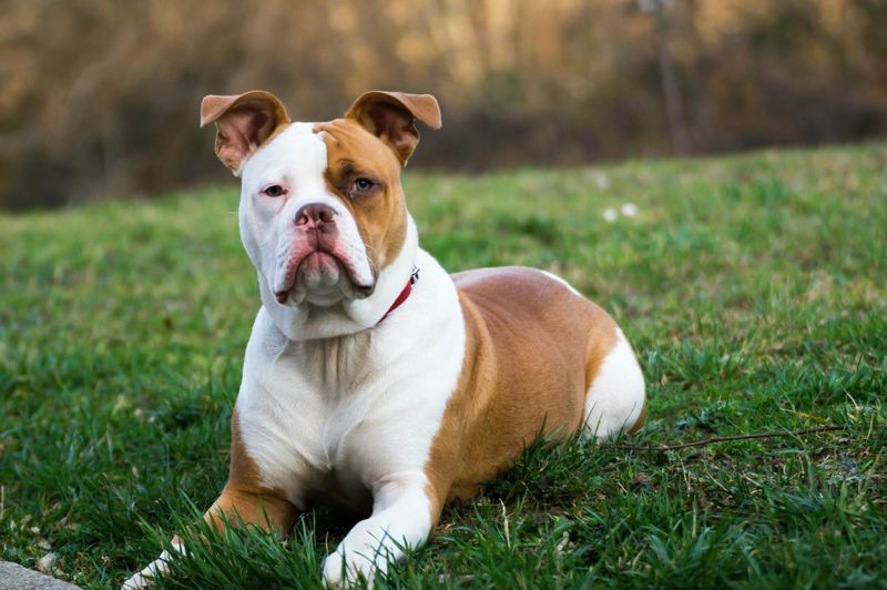 American Bulldog