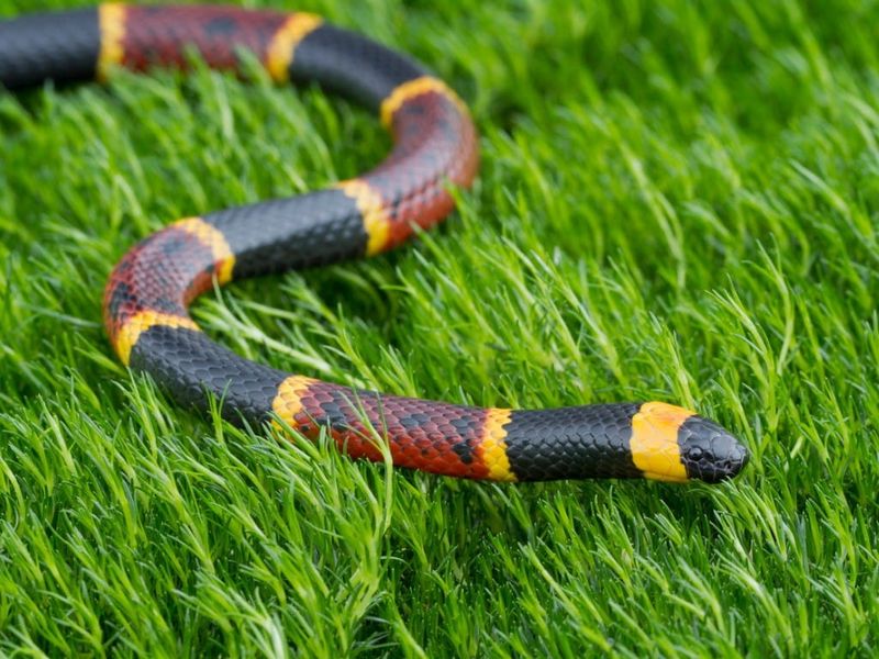 American Coral Snake