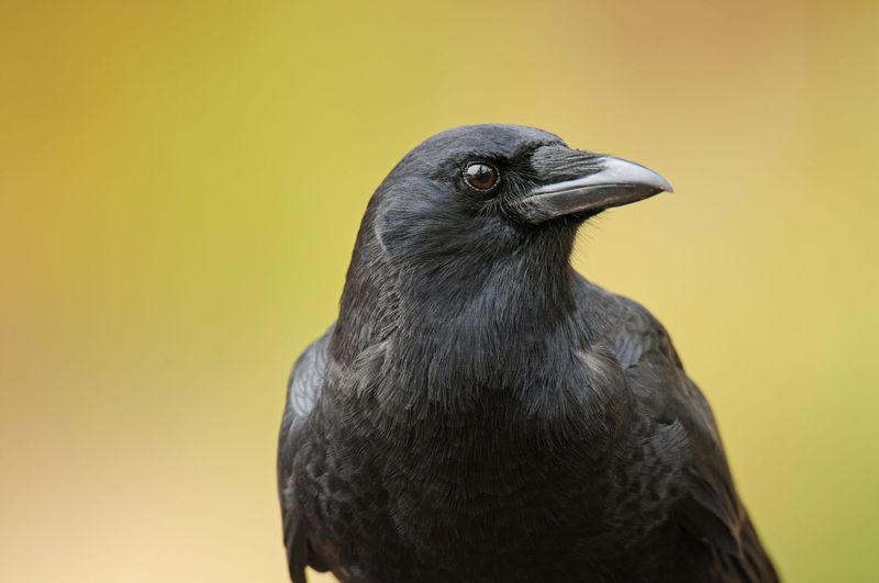 American Crow