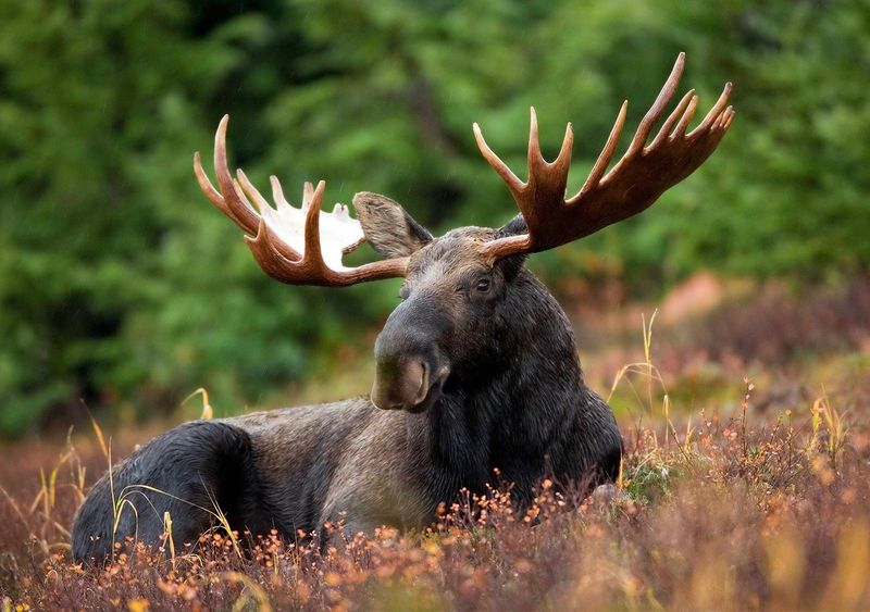 American Moose