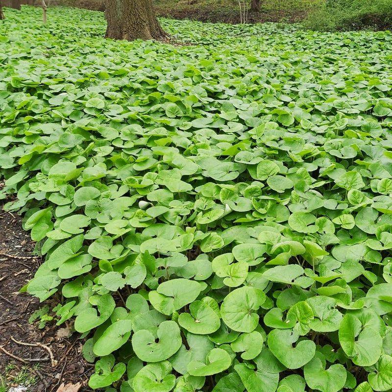 American Wild Ginger