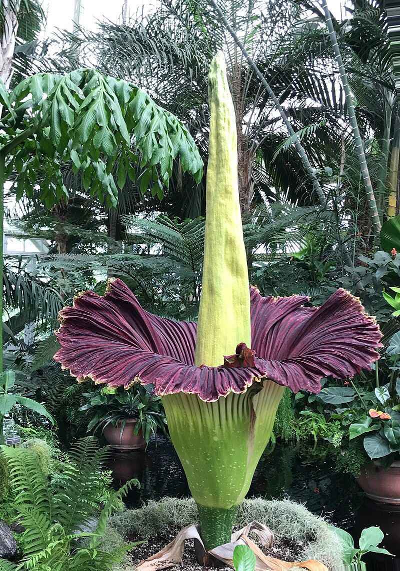 Amorphophallus titanum