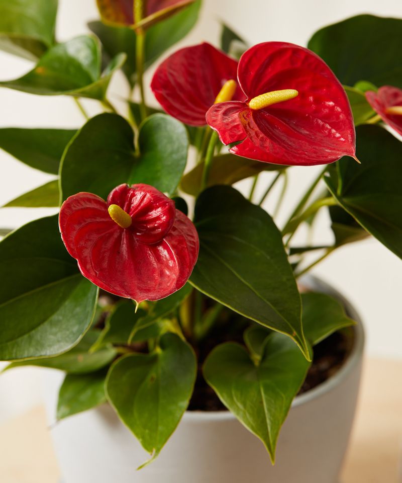 Anthurium