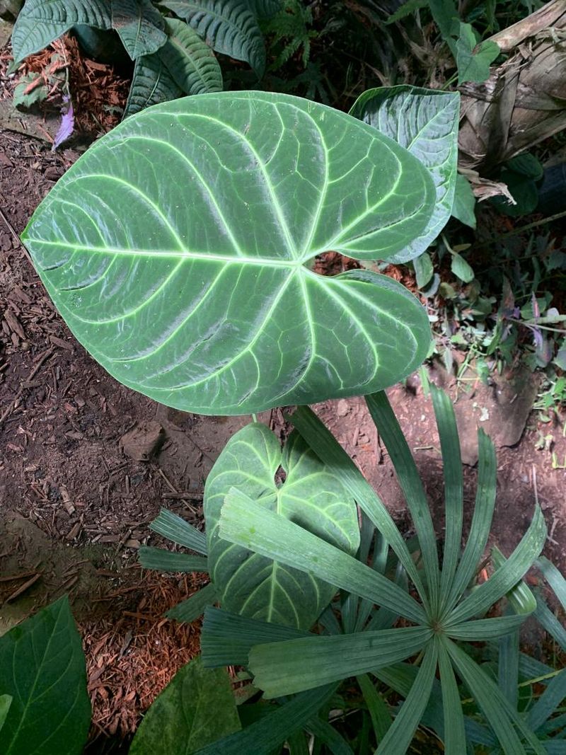 Anthurium regale