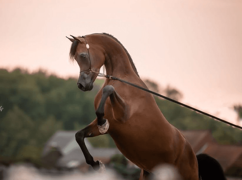 Arabian Horse