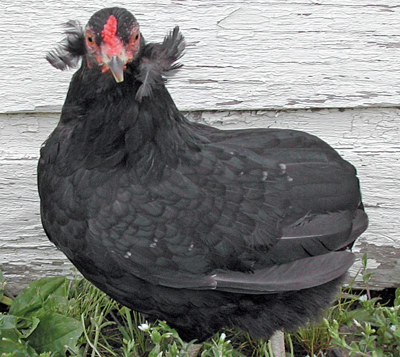 Araucana