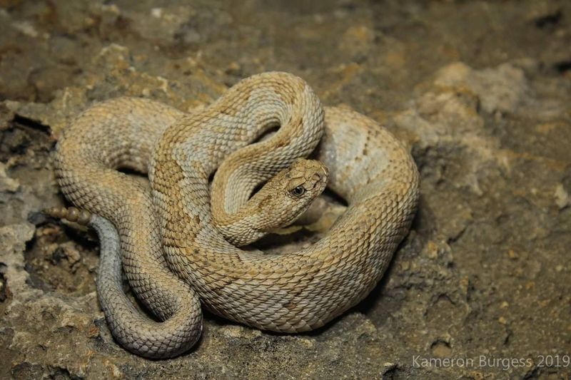 Aruba Island Rattlesnake