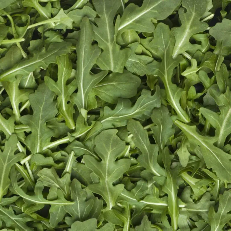 Arugula